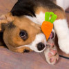 Veggie Series Carrot Squeaky Chew Toys for Dogs | Squeaky Toys