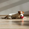 Non Toxic Rubber Spiked Ball | Chew Toy for Dogs, Puppies, Pets