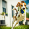 Ball Dog Toy | Yellow, Squeaker | Pet Toys for All Breeds