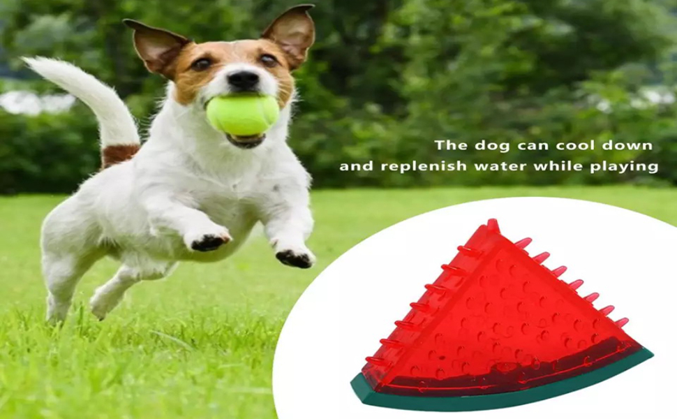 Chew Toys