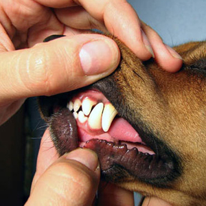 SUPPORTS DENTAL HEALTH