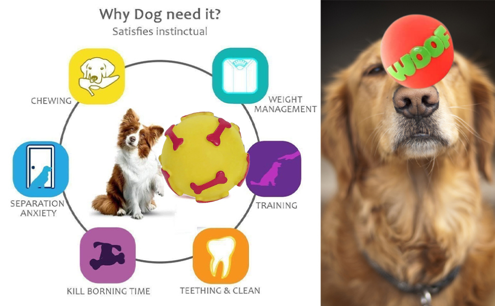 Dog Trust 