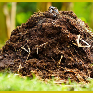 The compost appears rich in texture, with visible organic matter and earthy tones