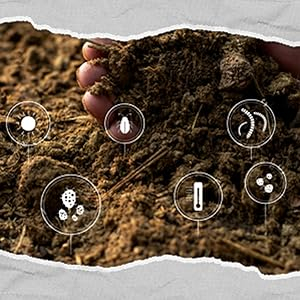 The Vital Benefits of Cow Dung Manure for Vibrant Plant Growth