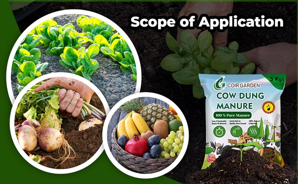Cow dung compost is a valuable resource for sustainable agriculture and gardening