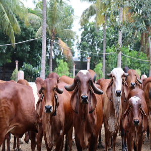 Bullocky Cow dung