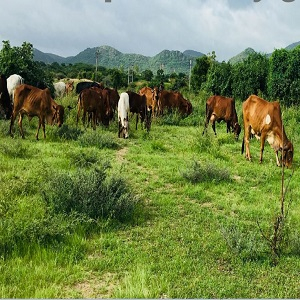 Cow's grazing